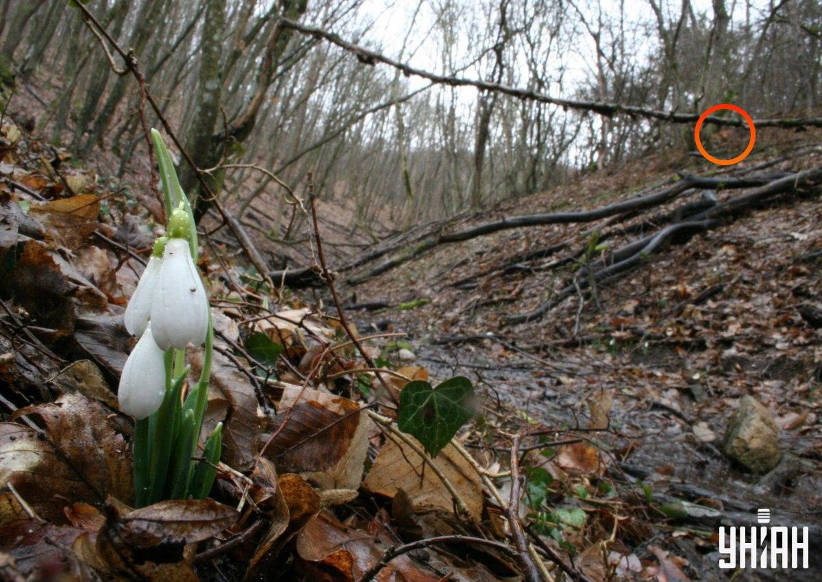 Lisica ni bila daleč od levega zgornjega kota slike / kolaž iz fotografije Moje Lisica ni bila daleč od levega zgornjega kota slike / kolaž iz fotografije Moje