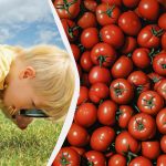 Hitri IQ test: le redki bodo našli granatno jabolko med paradižniki Hitri IQ test: le redki bodo našli granatno jabolko med