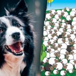Kje se skriva pes: le redki ga bodo našli med ovcami v 5 sekundah Kje se skriva pes: le redki ga bodo našli med